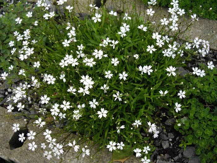 Silene alpinus