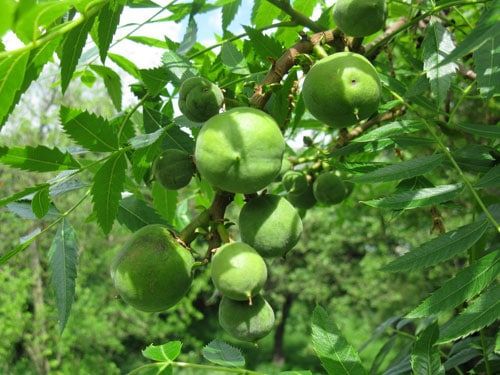 Плоды ксантоцераса или чекалкина ореха