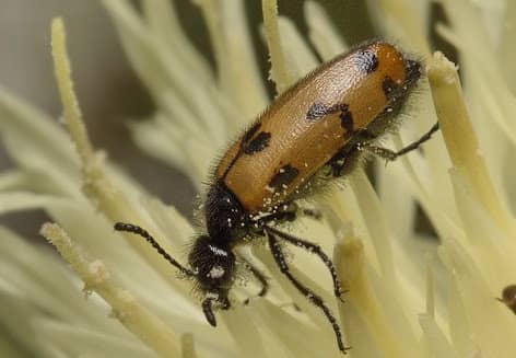 Mylabris sibirica Fischer Waldheim