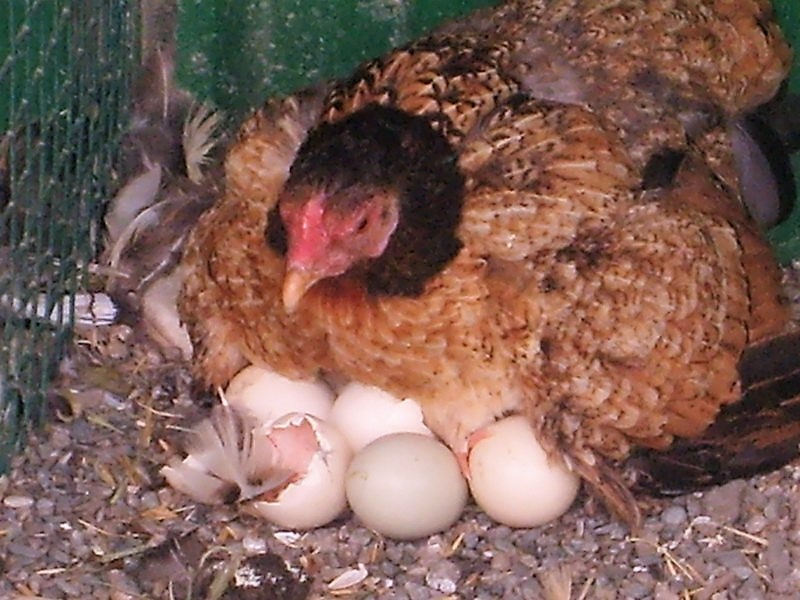 Інкубація яєць