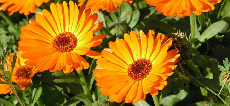 Calendula officinalis