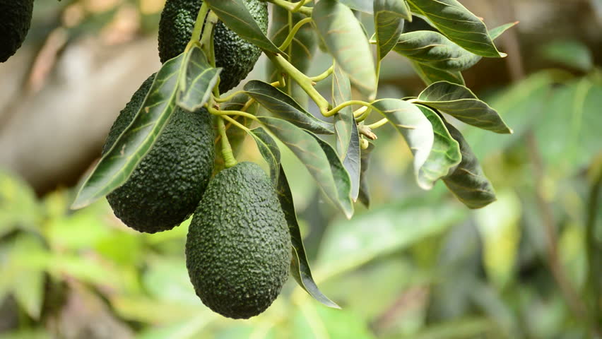 Выращивание авокадо.jpg