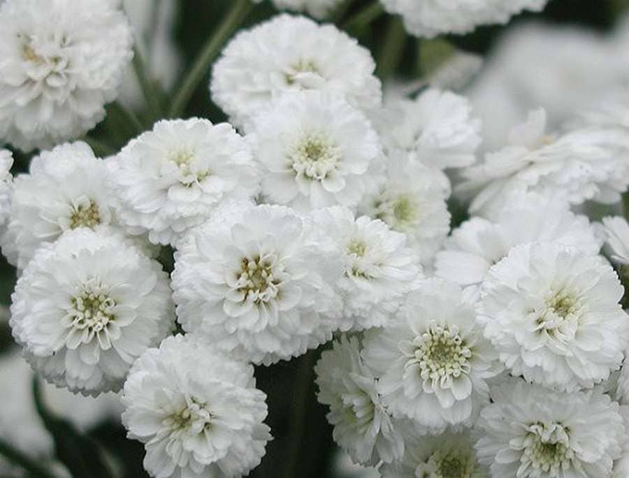 Achillea ptarmica