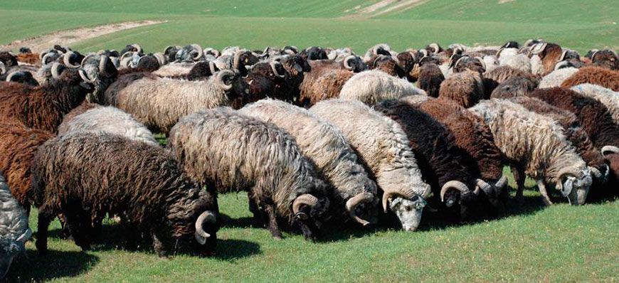 Каракулеві вівці