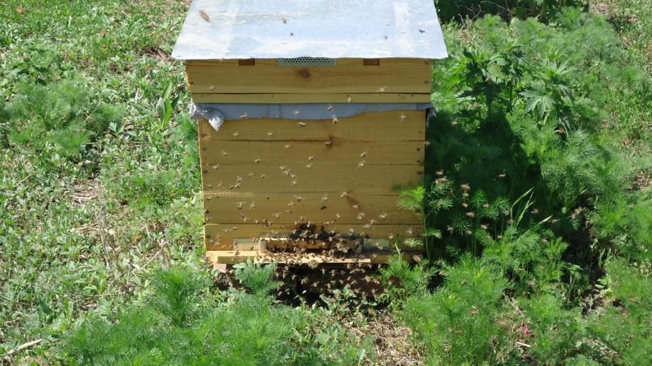 Пчелиный отводок в июле.jpg