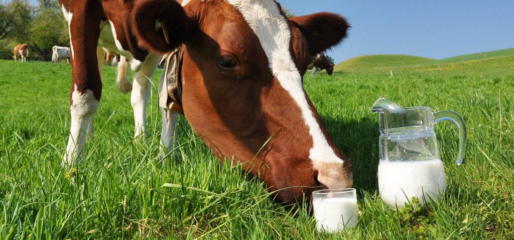 Молочне скотарство потребує державної підтримки