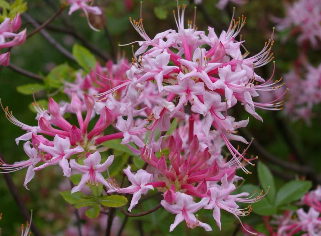 Rhododendron canescens