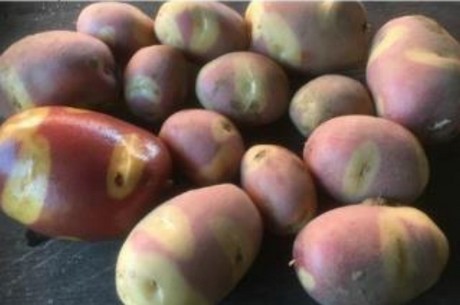 Разновидность картофеля Lily Rose — более розоватого оттенка