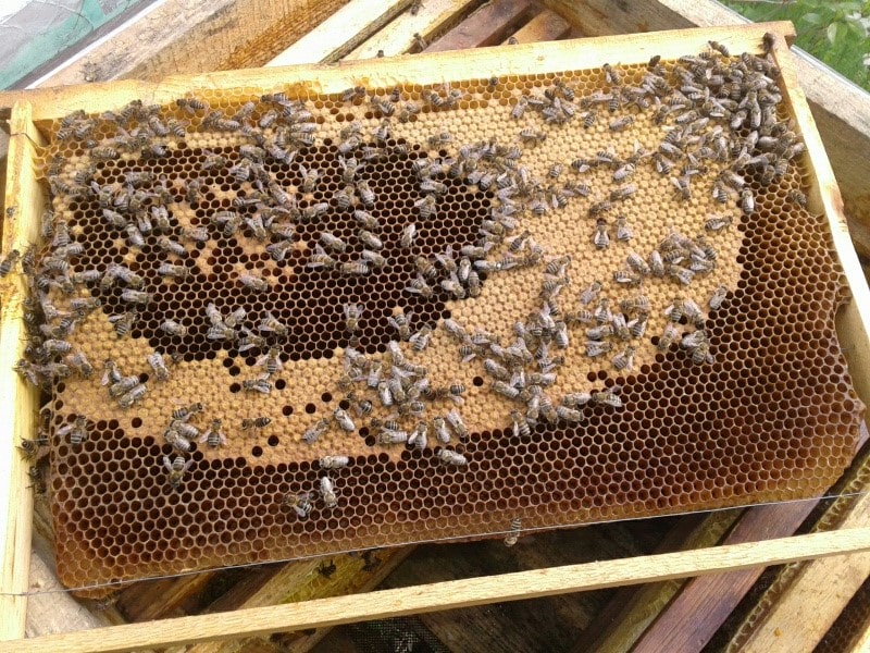 Бджоли лінії гема