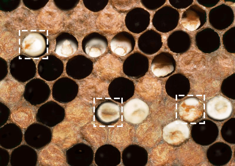 Аскофероз бджіл