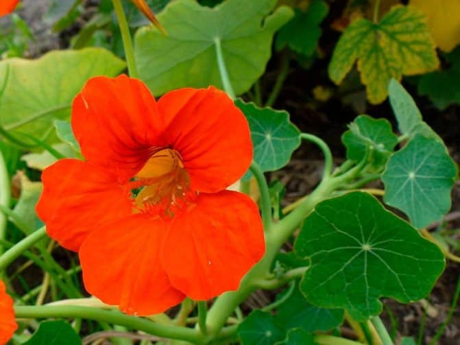 Tropaeolum peltophorum Lucifer