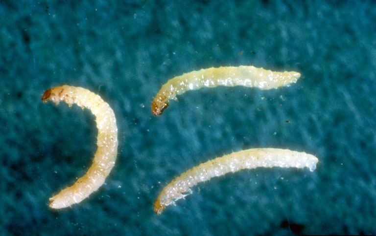 Личинки Epithrix cucumeris