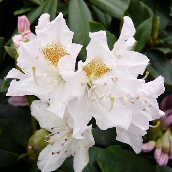 Rododendron Kavkazskij Cunningham’s White