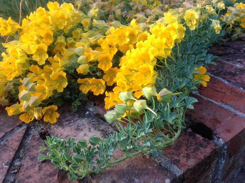 Tropaeolum Polyphyllum