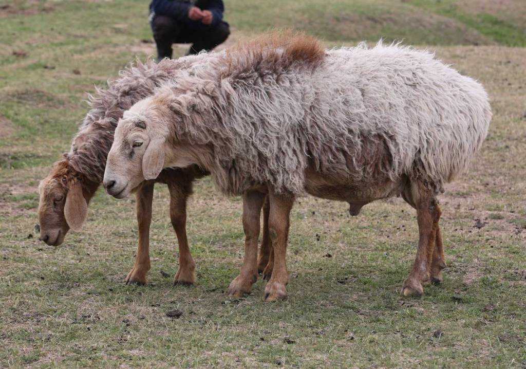 Курдючні вівці