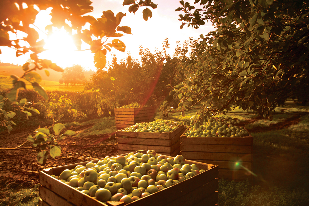 Органический яблочный сад
