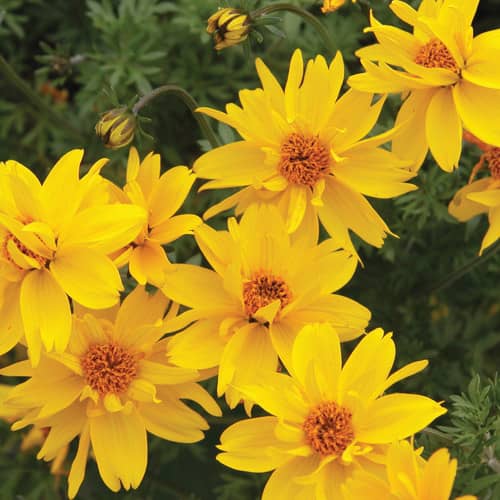 Bidens ferulifolia Gold Nuggets