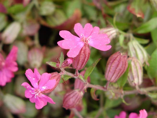 Silene pendula Zaria