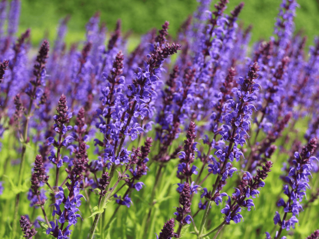 Salvia nemorosa May Night