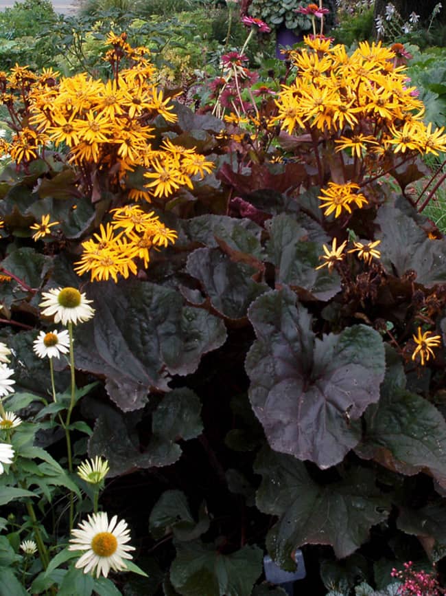 Ligularia dentata Britt-Marie Crawford