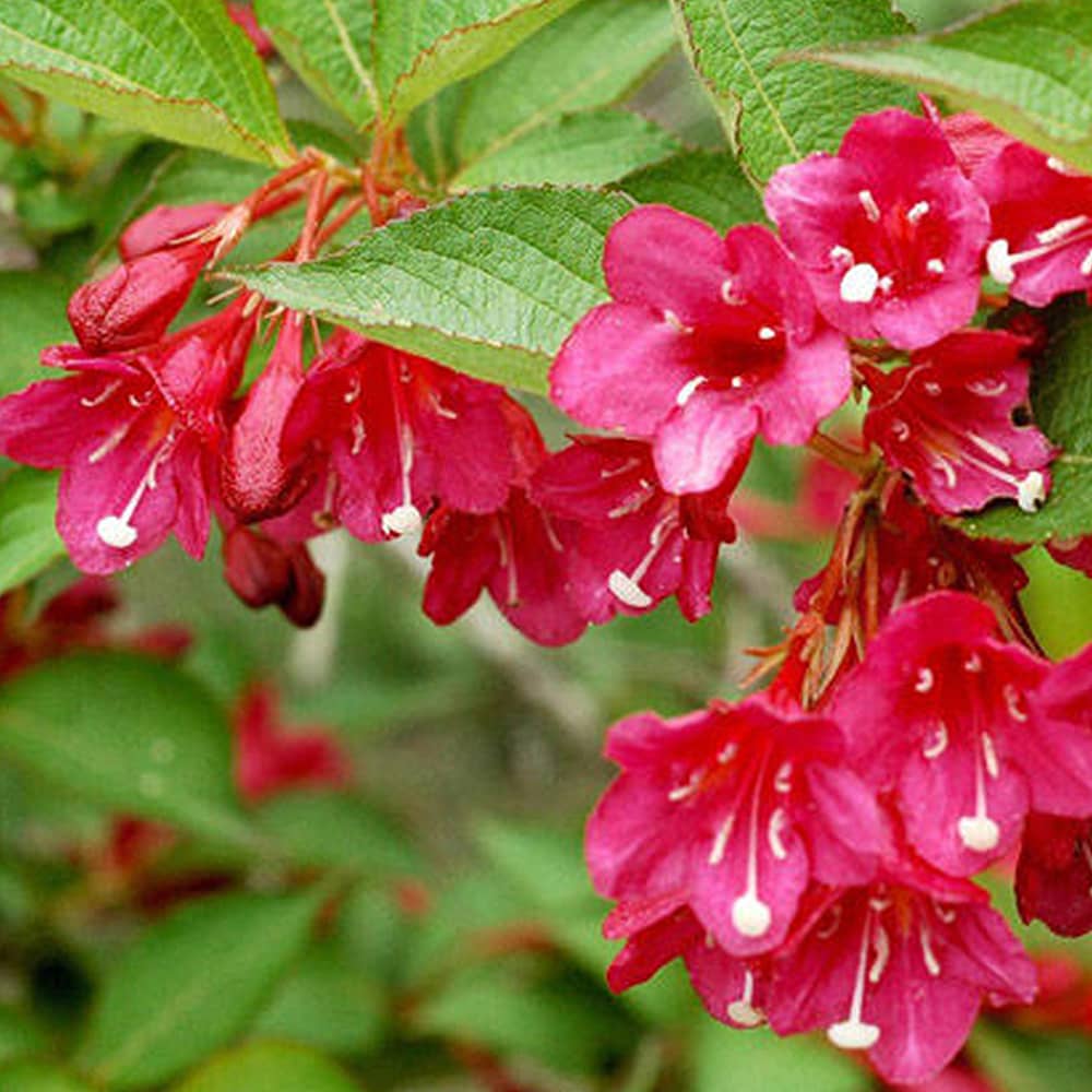 Weigela hybrida Eva Rathke