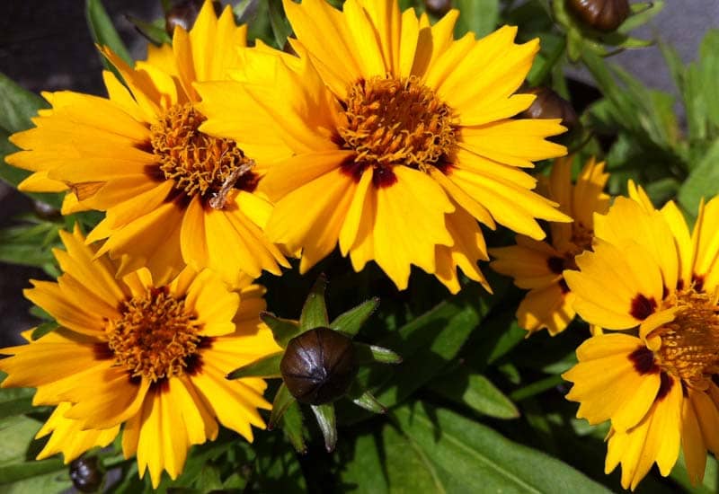 Coreopsis lanceolata Rotkehlchen