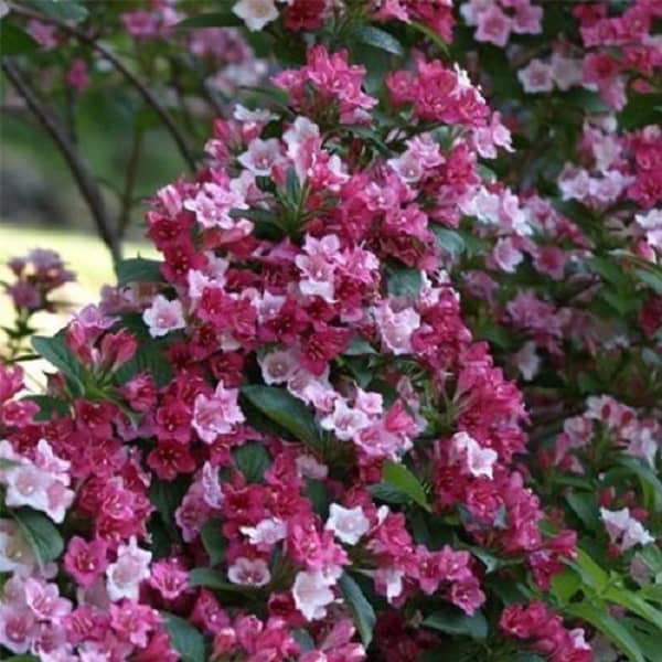 Weigela hybrida Carnaval