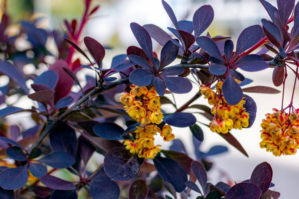 Барбарис Тунберга (Berberis thunbergii)