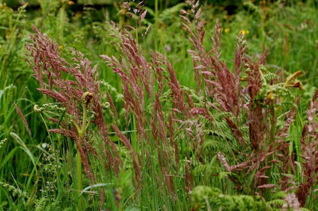 Festuca rubra