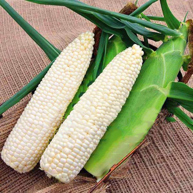 Гібрид білої цукрової кукурудзи "Монблан F1"