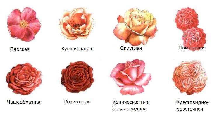 Различные формы цветочного бутона