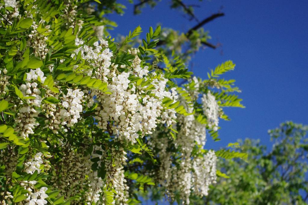 Робиния ложноакациевая или белая акация (Robinia pseudoacacia): цветущая ветка