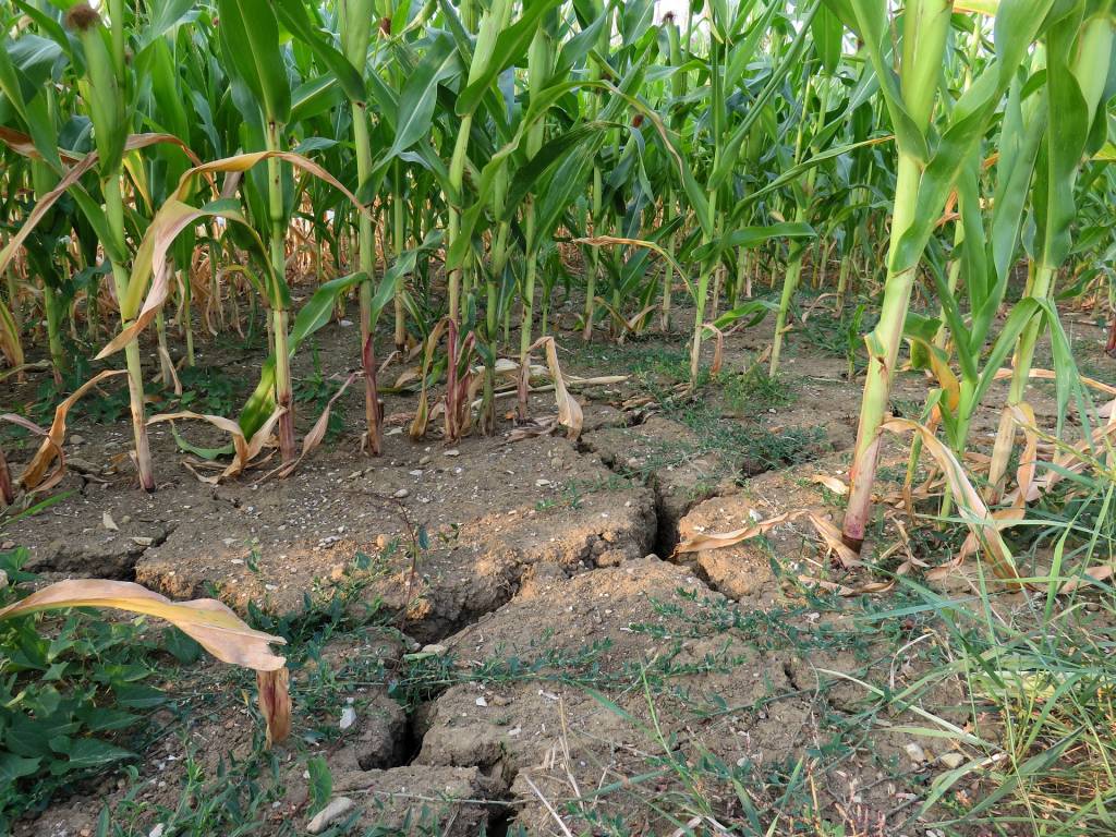 Засуха на полі кукурудзи