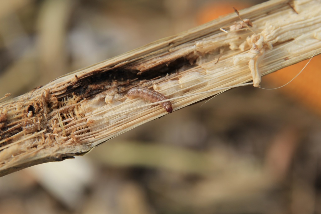 Личинка стеблевого мотылька.jpg