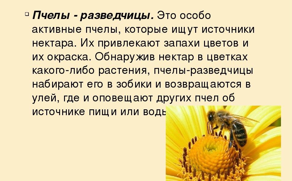 Описание пчёл-разведчиц