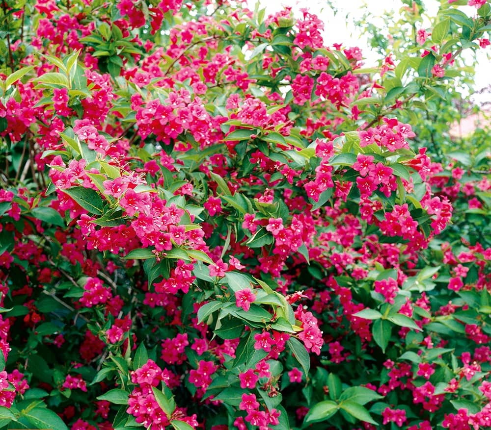 Weigela hybrida Bristol Ruby