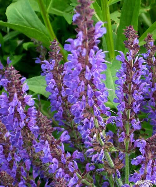 Salvia nemorosa Rugen