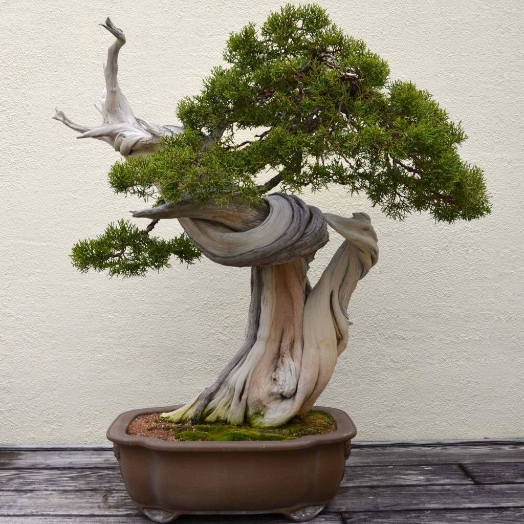 Juniperus-bonsai