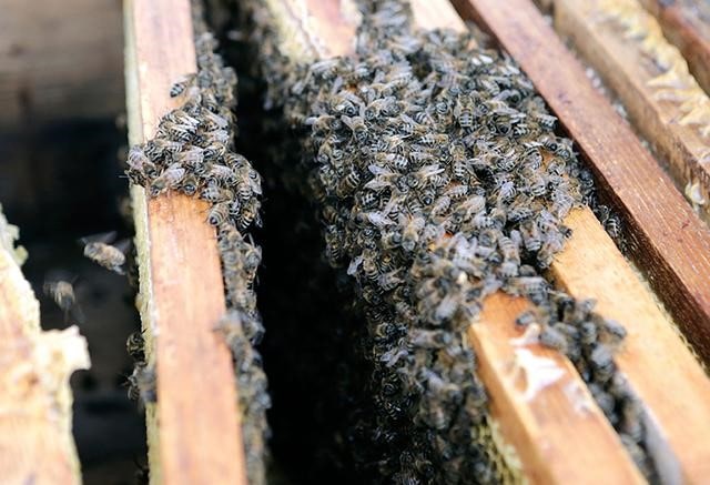 Підготовка бджіл до зими