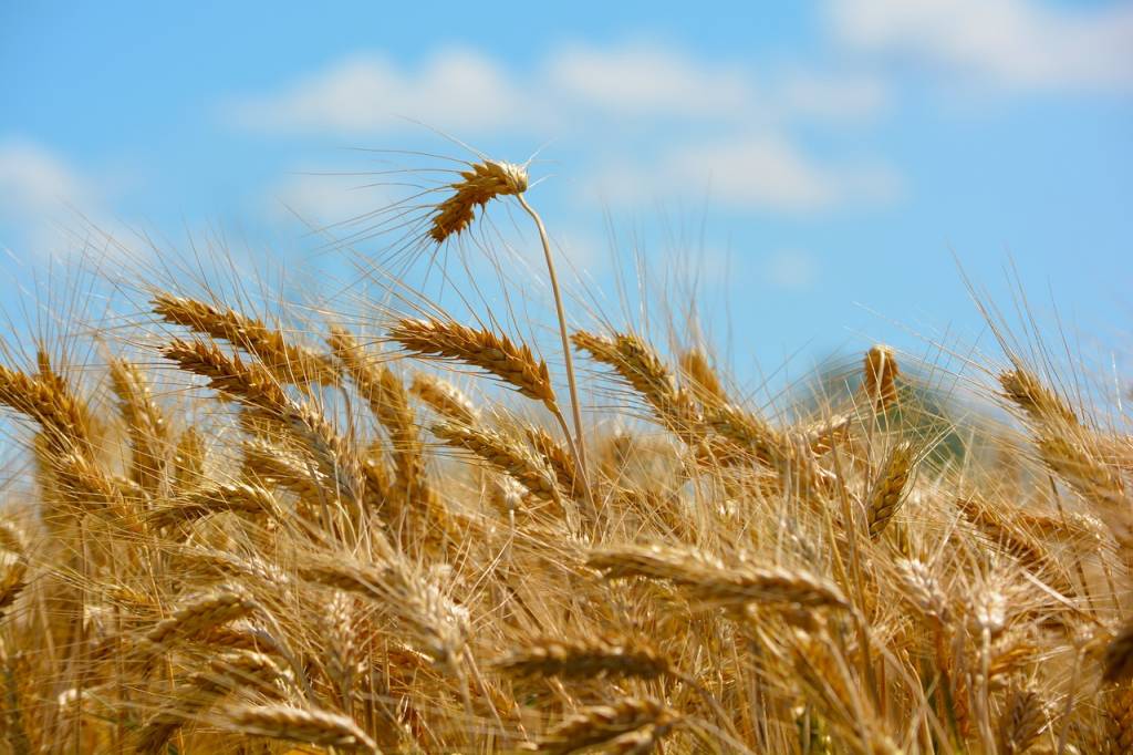 Як і раніше, в структурі українського агроекспорту лідирують зернові культури.