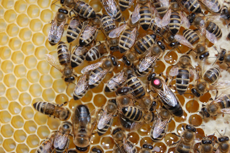 Матка та робочі бджоли новоствореного типу «Синевир»