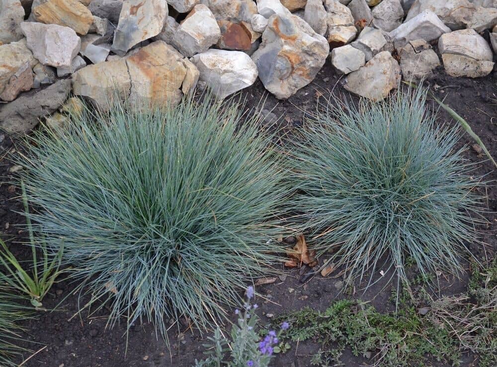 Festuca glacialis