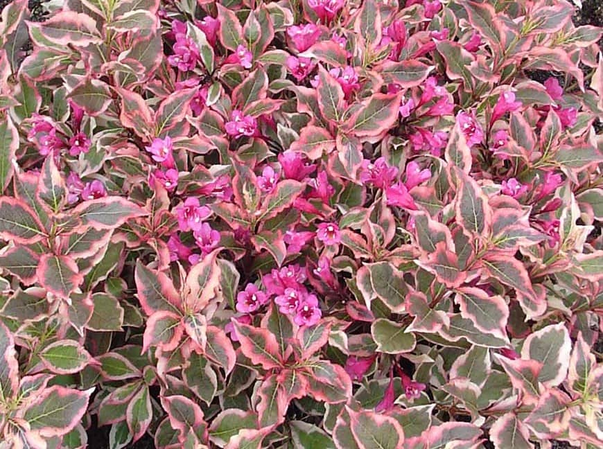 Weigela hybrida Monet