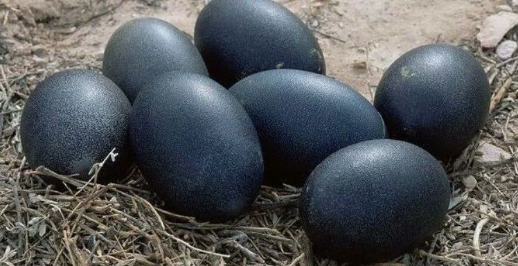 Яйца породы Аям Цемани 