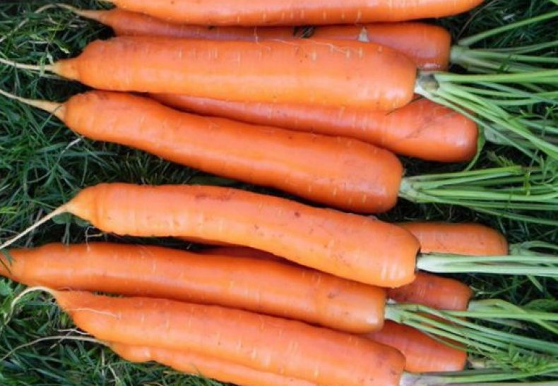 Морковь сорта Тушон.jpg