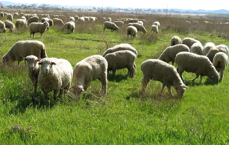 Вівці на пасовищі