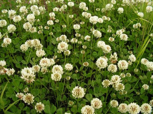 Trifolium repens. Белый клевер