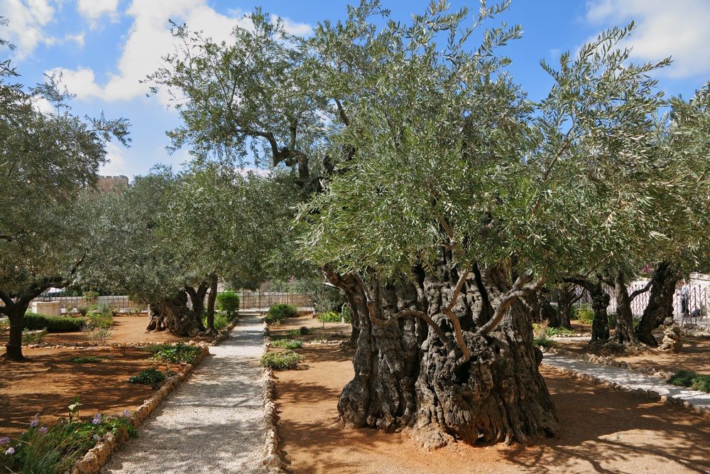Оливові дерева