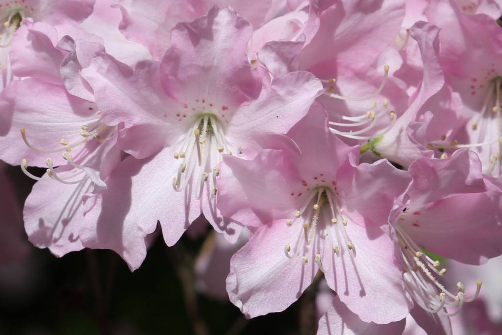 Rhododendron schlippenbachii