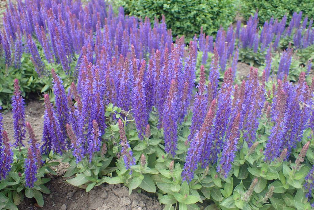 Salvia nemorosa Blue Hill